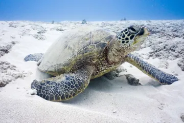 Turtle