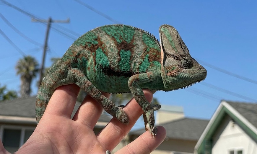 Image 4: Mobile Reptile Party for All Ages in Los Angeles