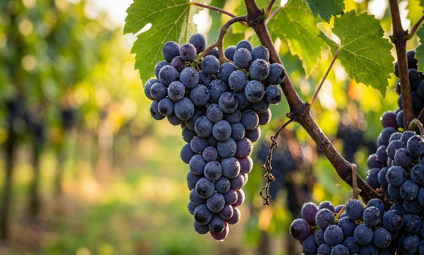 Image 2: Tour and Tasting for Two or Four with Five Samples and a Glass of Wine