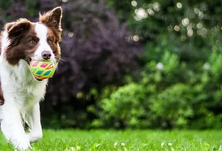 Pet-friendly (Happy Hound program)