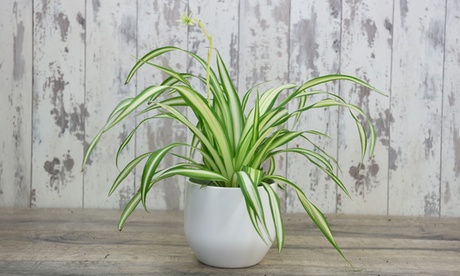 Spider Plant 12cm pot x 1, White