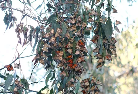 Pismo Beach Monarch Butterfly Grove