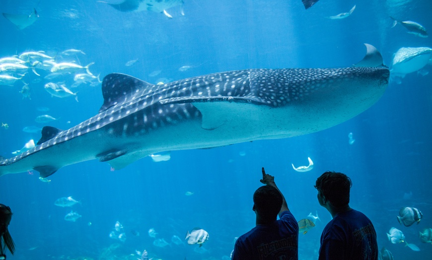 Image 2: Get Fun Georgia Aquarium and Attraction Passes in Atlanta