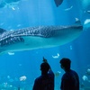 Image 2: Get Fun Georgia Aquarium and Attraction Passes in Atlanta