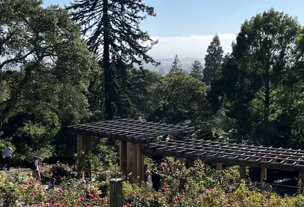 Berkeley Rose Garden