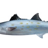 Image 6: Experience Four Hour Fishing Charter Session for Three People