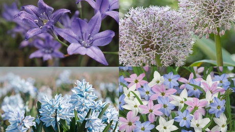 Groupon Unisex Blue Bulb Spring Flowering Collection 100 Bulbs