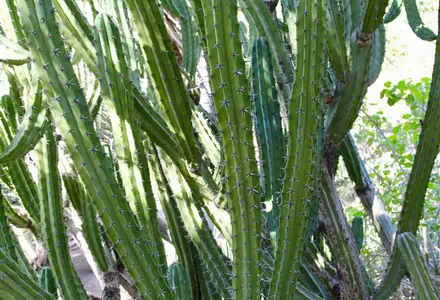 Moorten Botanical Garden