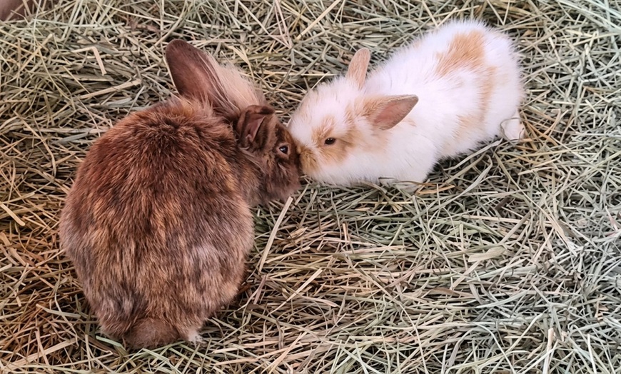 Image 5: Petting Zoo Admission Deals & Discounts