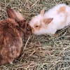 Image 5: Petting Zoo Admission Deals & Discounts