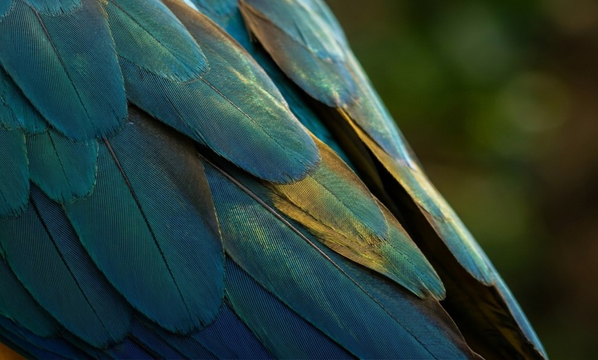 Image 7: General Admission for Walking Tour at Santa Barbara Bird Sanctuary
