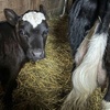 Image 3: Guided Animal Sanctuary Tours for Individuals or Groups