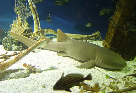 Ripley's Aquarium of Myrtle Beach
