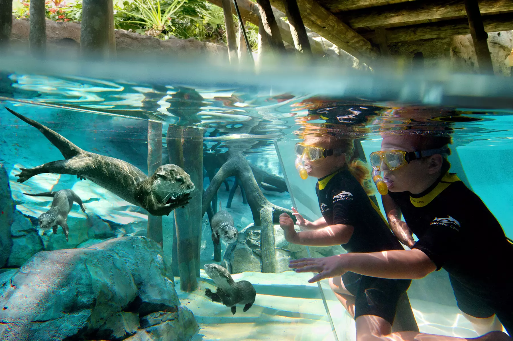 Experience Unforgettable Animal Encounters & All-Inclusive Luxury at Discovery Cove, Orlando's #1 Theme Park