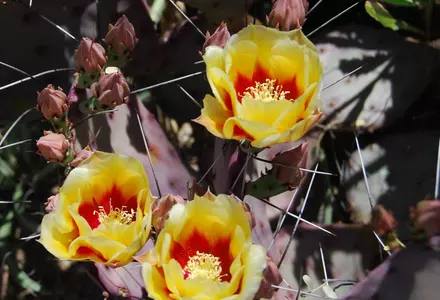 Tucson Botanical Gardens