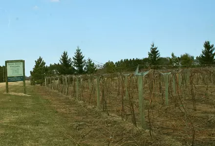 Alexis Bailly Vineyard