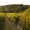 Image 2: Up to 45% Off Admission to Hudson Valley Wine & Food Festival 
