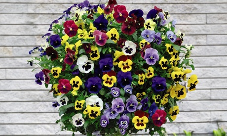 Pansy Universal Winter Flowering Mix 6 Plugs