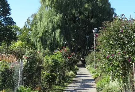 Fenway Victory Gardens