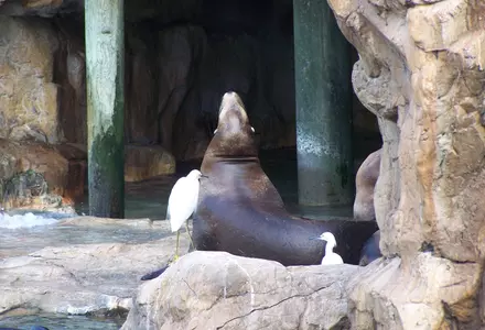 SeaWorld Orlando