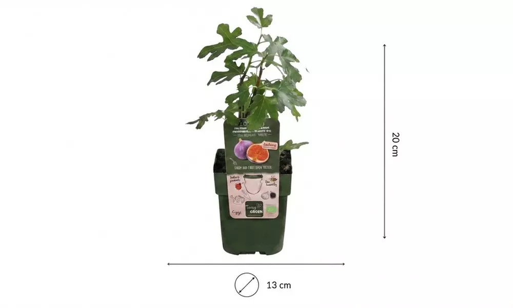 Lot de 3 figuiers bio (Ficus carica)