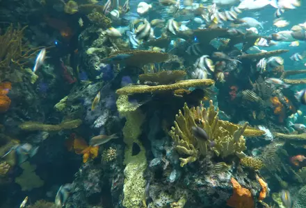 Ripley's Aquarium of Myrtle Beach