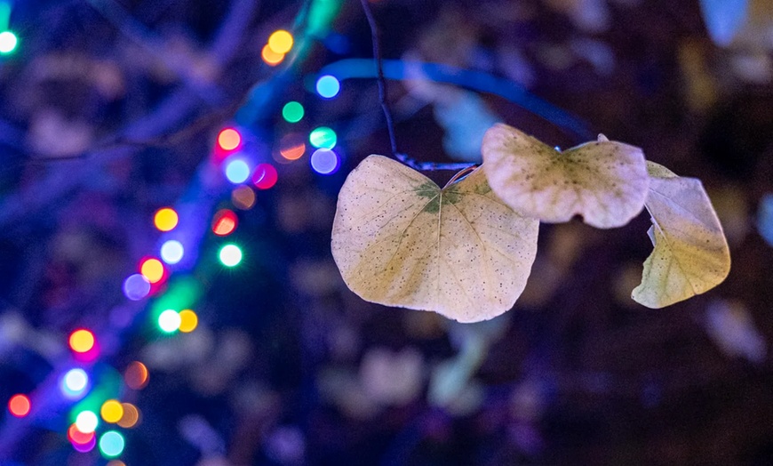 Image 6: Nature Lights: Immersive Outdoor Experience in San Luis Obispo