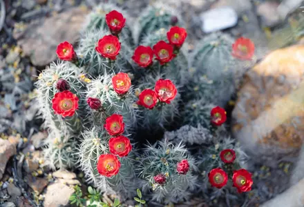 Desert Botanical Garden