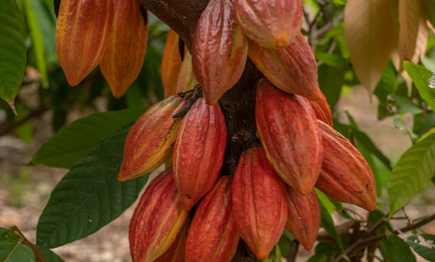 Image 4: Cacao Farm Tour & Chocolate Tasting: Waialua, HI