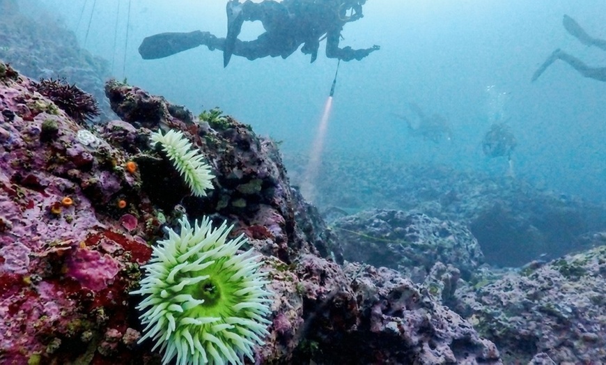 Image 2: Explore Monterey Bay Habitats With Guided Scuba Tours