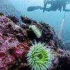 Image 2: Explore Monterey Bay Habitats With Guided Scuba Tours