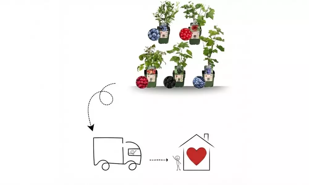 Set de plantes fruitières biologiques