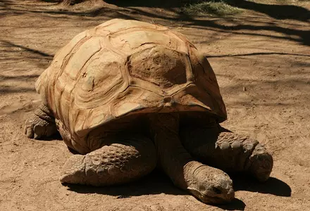 Reid Park Zoo