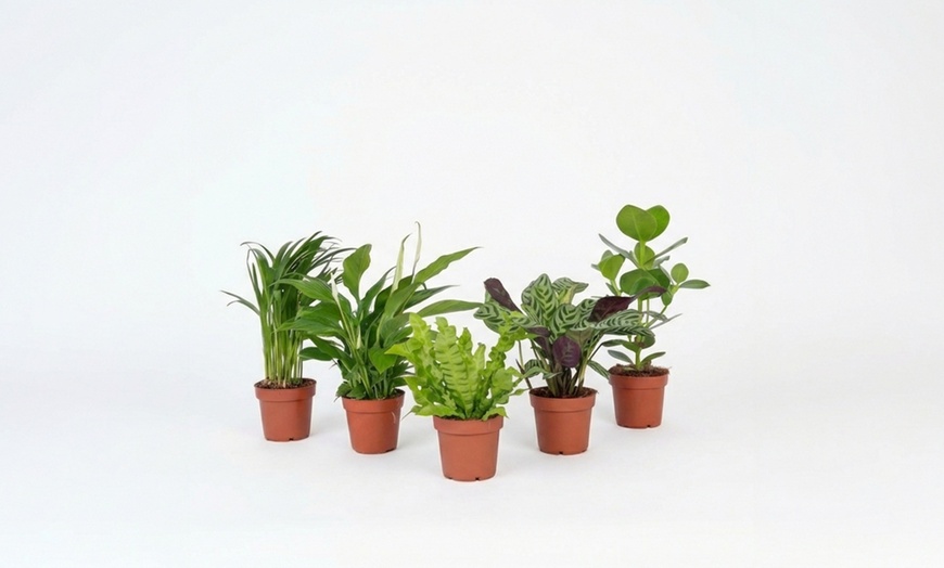 Image 2: Lot de 5 plantes d'intérieur purificatrices d'air