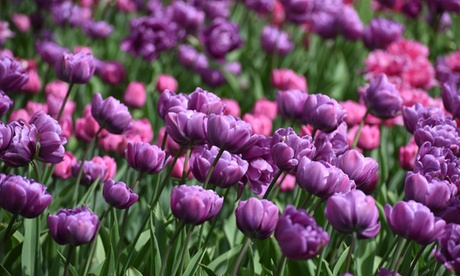 Groupon Unisex Blue Tulip Diamond 32 Bulbs