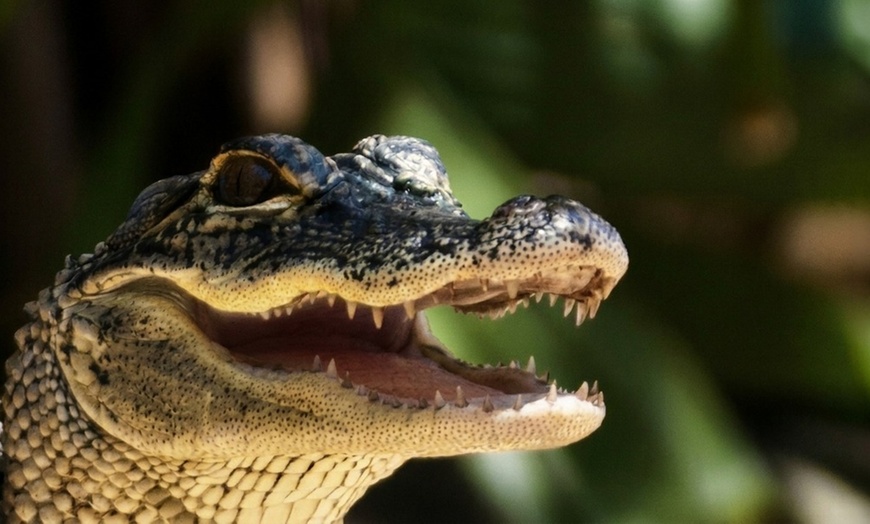 Image 9: Up to 28% Off – Everglades Airboat Tour