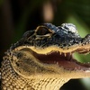 Image 9: Up to 28% Off – Everglades Airboat Tour