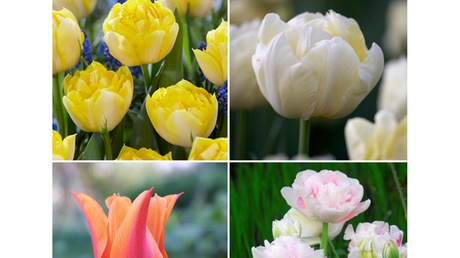 Groupon Unisex Green Tulip Super Scented Collection - 32 Bulbs