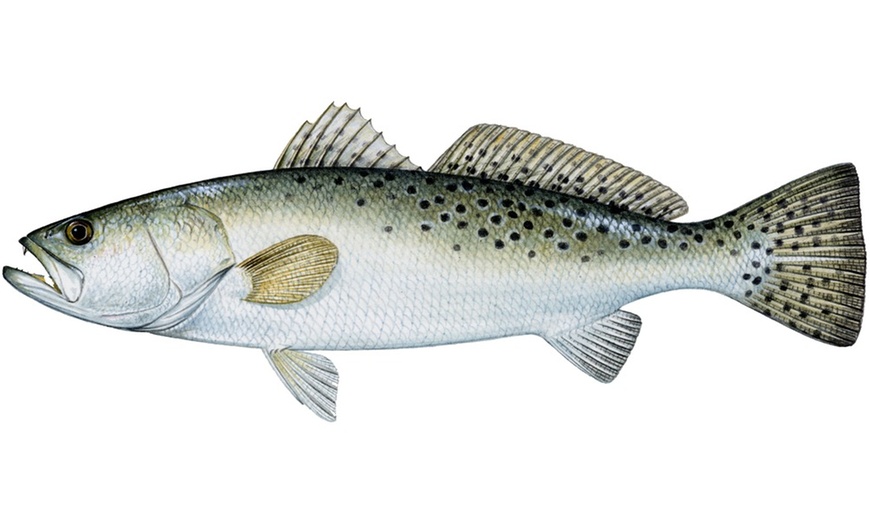 Image 2: Experience Four Hour Fishing Charter Session for Three People