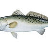 Image 2: Experience Four Hour Fishing Charter Session for Three People