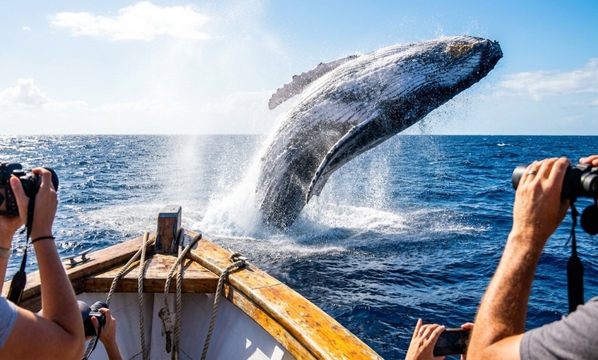 Image 3: Whale Watching Deals & Discounts at Legacy Whale Watch - Up to 52% Off