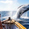 Image 3: Whale Watching Deals & Discounts at Legacy Whale Watch - Up to 52% Off