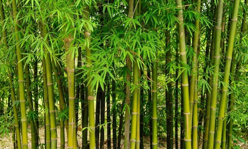 Image 2: Lot de 3 ou 6 bambous "Fargesia rufa" non traçants