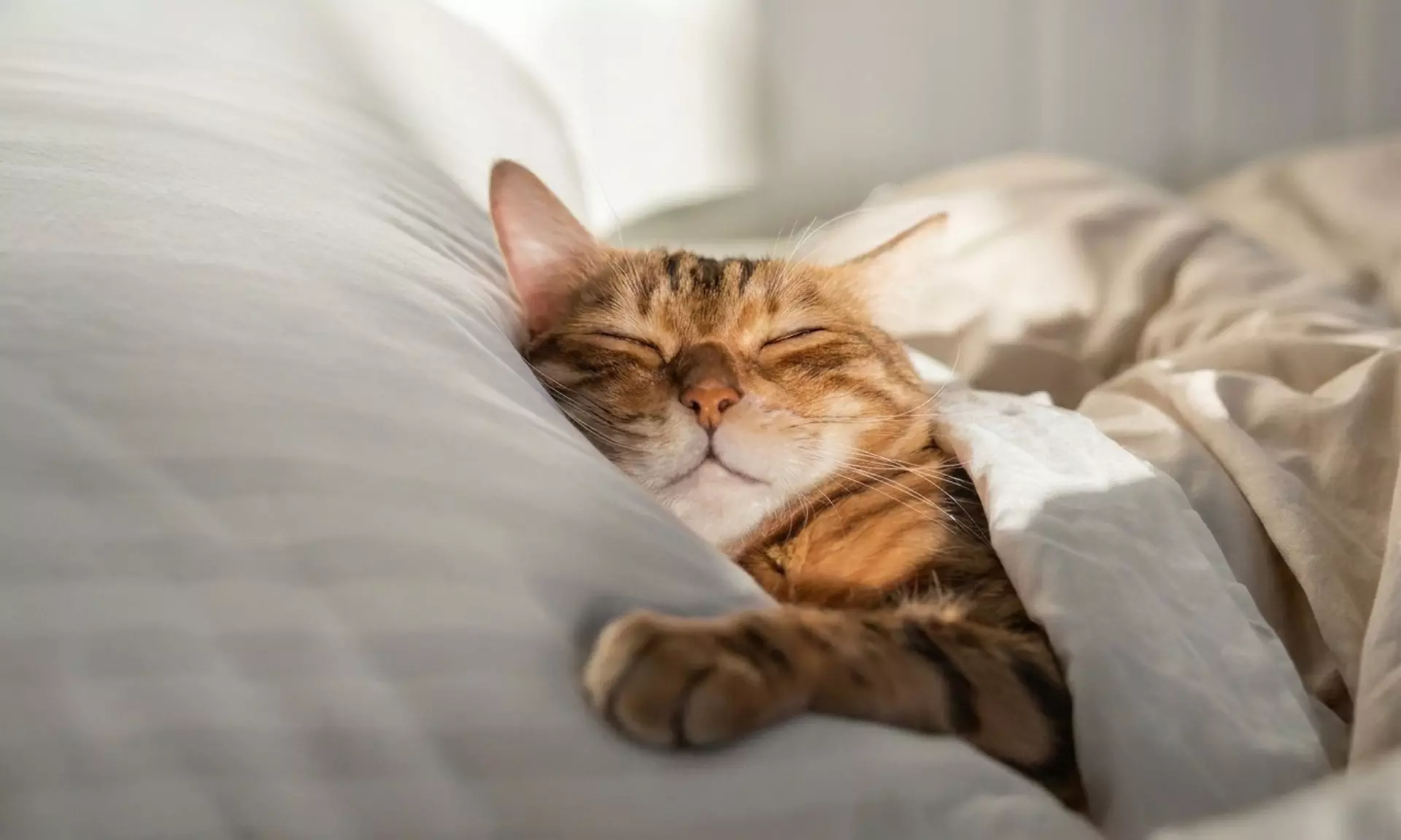 Kurs online: Koci Behawiorysta z elementami felinoterapii z Online Edukacja (do -60%) - Primary Image
