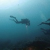 Image 5: Explore Monterey Bay Habitats With Guided Scuba Tours