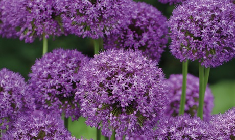 Groupon Unisex Purple Allium Sensation Bulbs: 32 Bulbs