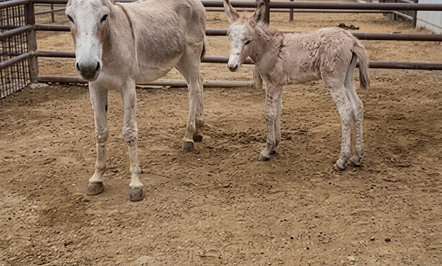 Image 2: Petting Zoo Admission Deals & Discounts