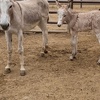 Image 2: Petting Zoo Admission Deals & Discounts