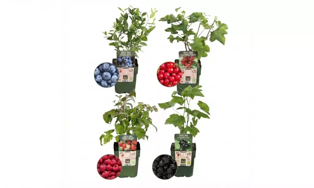 Set de plantes fruitières biologiques