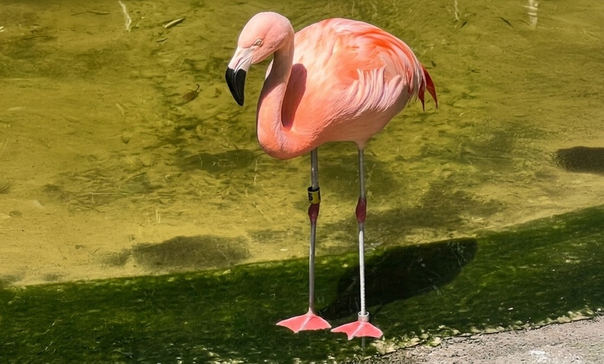 Image 12: Sunken Gardens Admission & Family Membership Deals (Up to 35% Off)